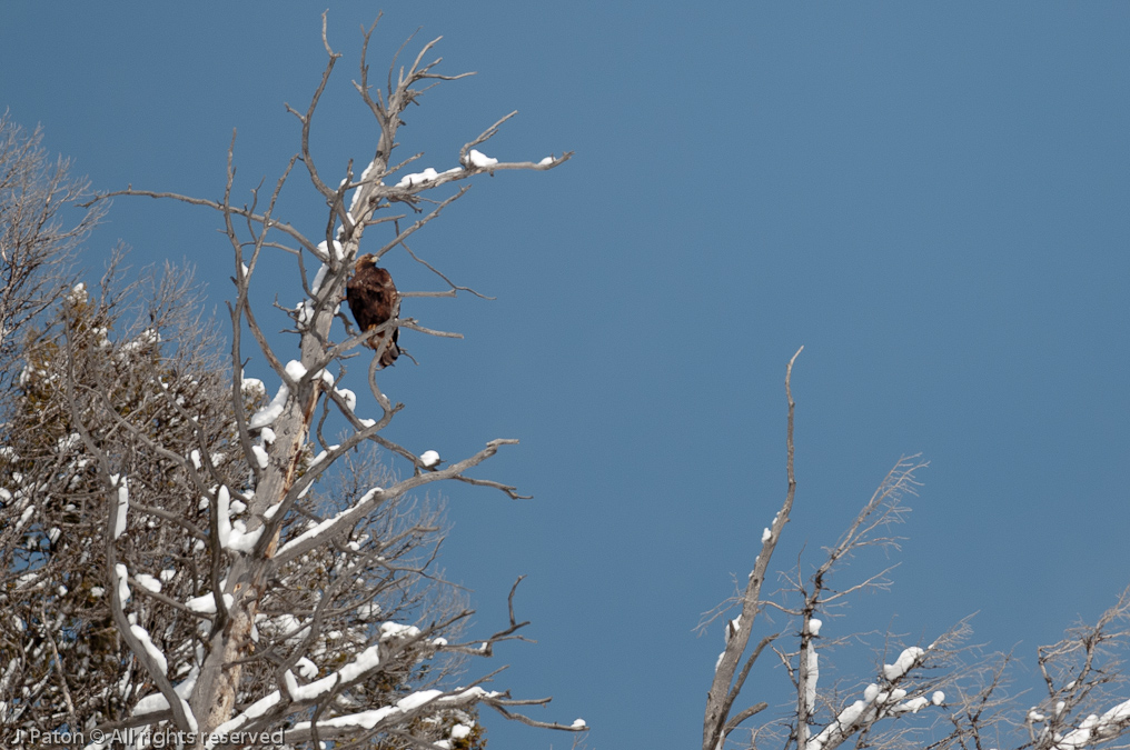Golden Eagle   Lamar Valley, Yellowstone National Park, Wyoming