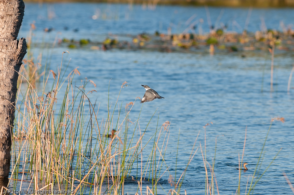    Viera Wetlands, Florida