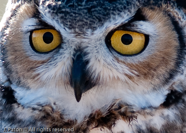Great Horned Owl   Arizona-Sonora Desert Museum, Tucson, Arizona