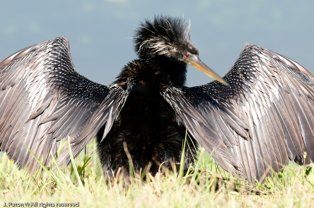 Anhinga   Viera Wetlands