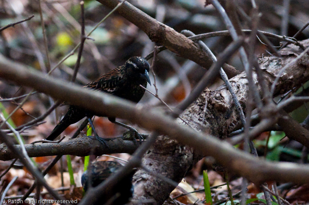 Unknown   Oak Hammock Trail, Merritt Island National Wildlife Refuge, Florida