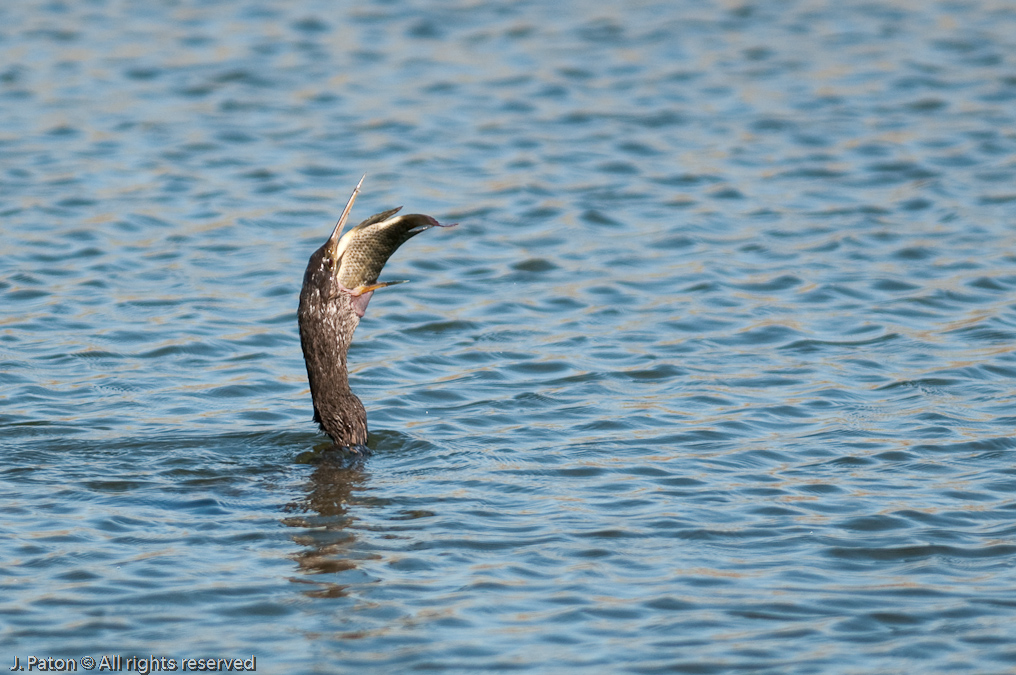    Viera Wetlands, Florida
