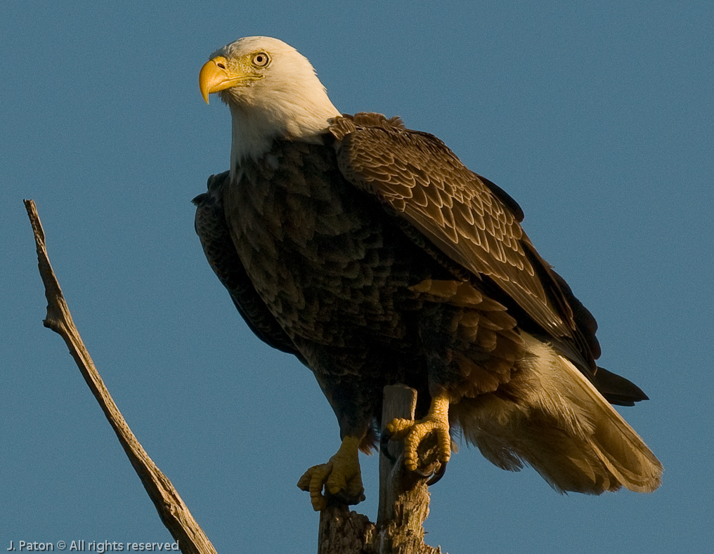 Bald Eagle   Viera Wetlands