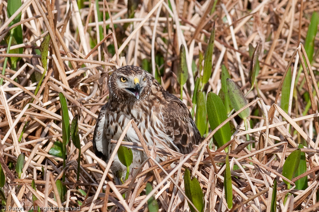 Unknown Hawk   Viera Wetlands, Florida