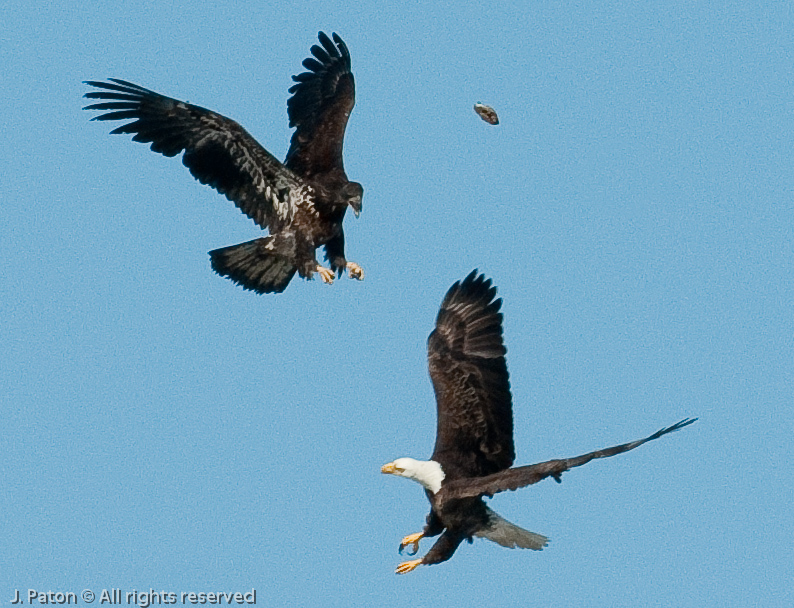 Adult and Immature Bald Eagle with Small Turtle   Levee Road Near the Mississippi River, Kentucky