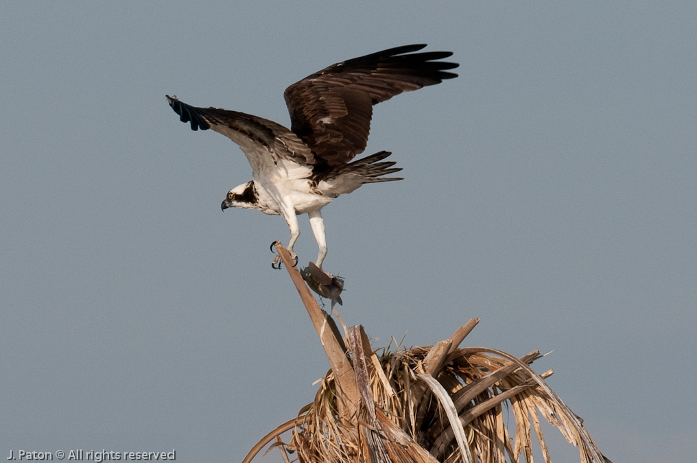 Osprey and Catch   Viera Wetlands, Florida