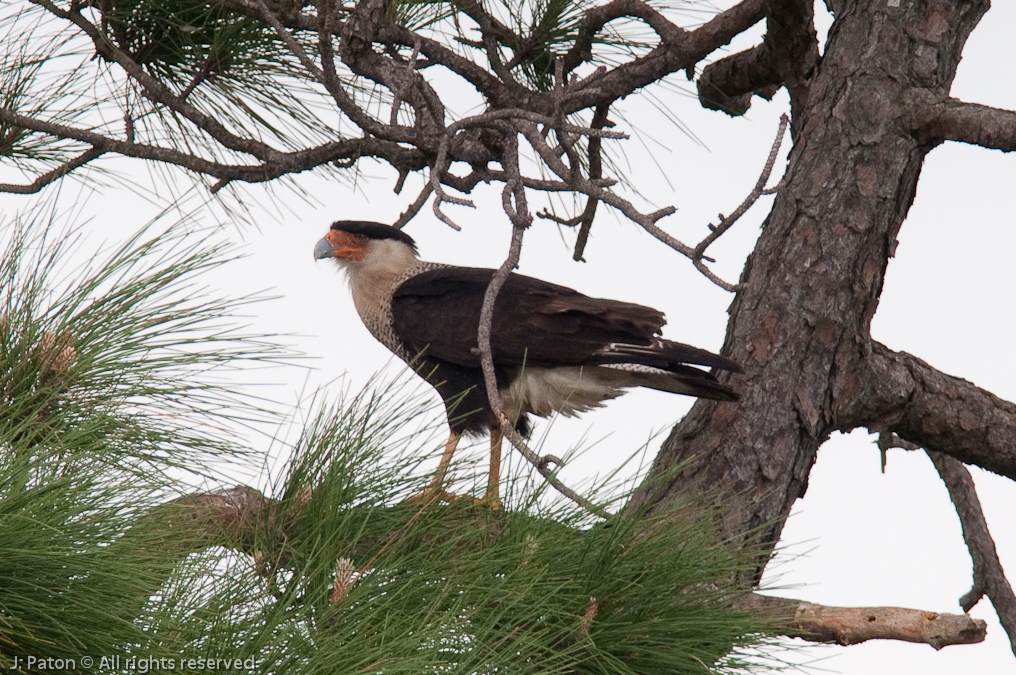 Crested Caracara   Viera Wetlands, Florida