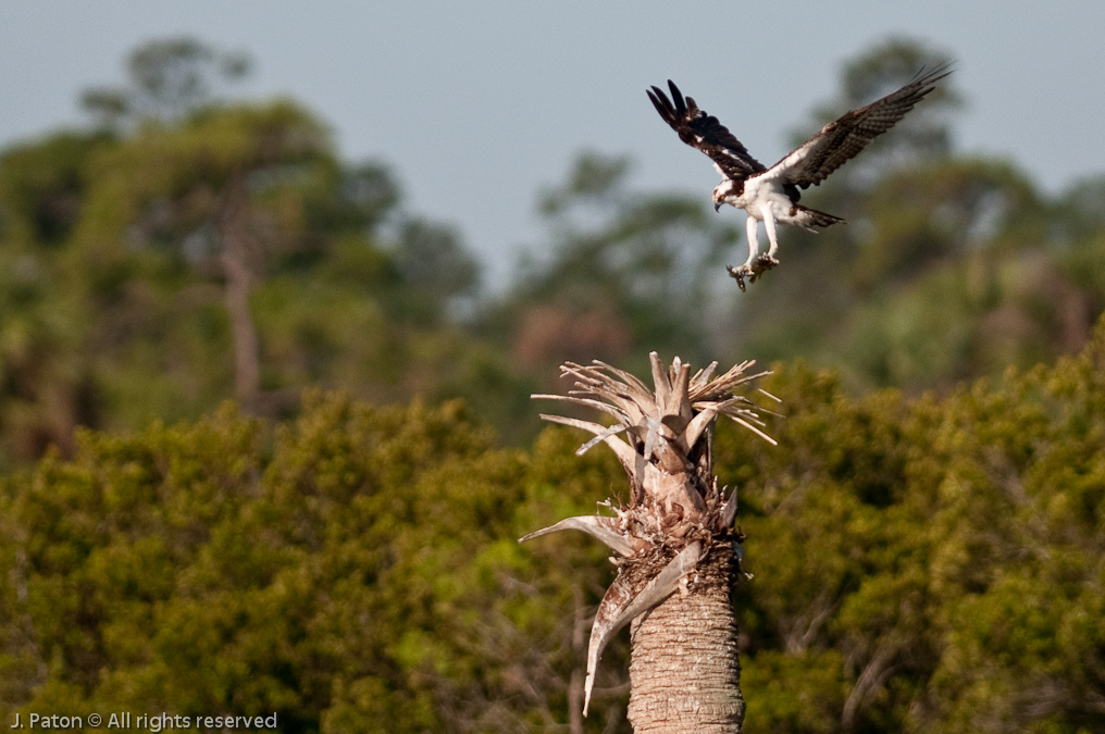 Osprey Landing with Catch   Viera Wetlands, Florida