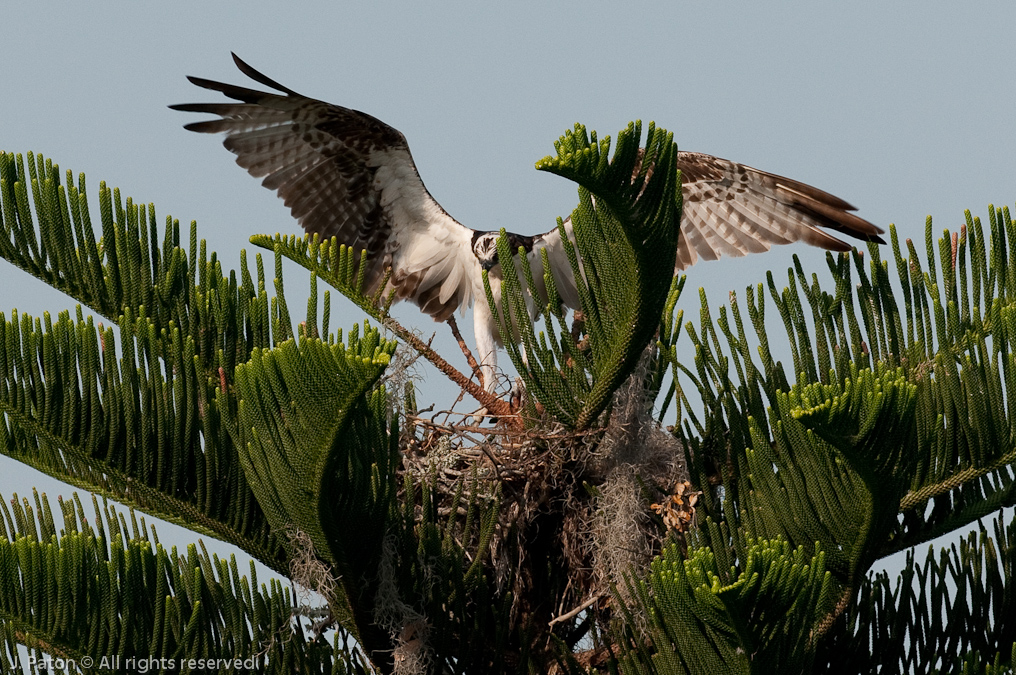Osprey's Wings Spread out while Repositioning   South Tropical Trail, Merritt Island, Florida