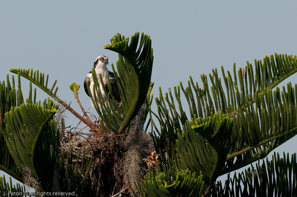 Osprey   South Tropical Trail, Merritt Island, Florida