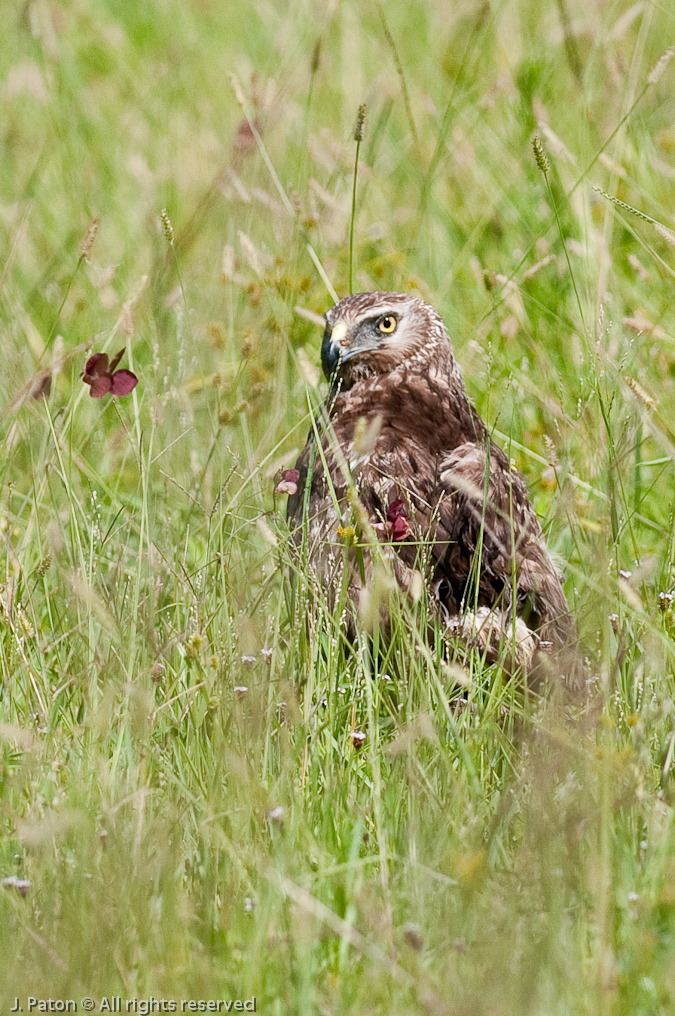    Viera Wetlands, Florida