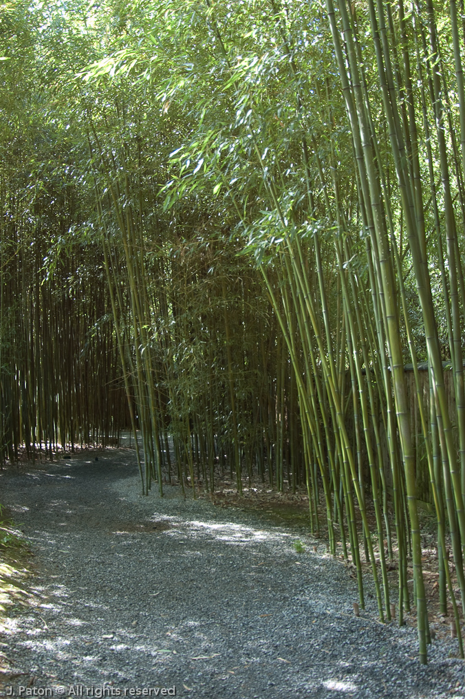 Bamboo Pathway   Cheekwood Botanical Garden‎, Nashville, Tennessee