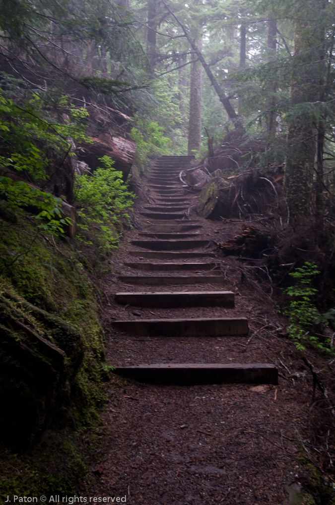 Steps on Trail Near Iron Creek Falls   Near Mount St. Helens East Entrance