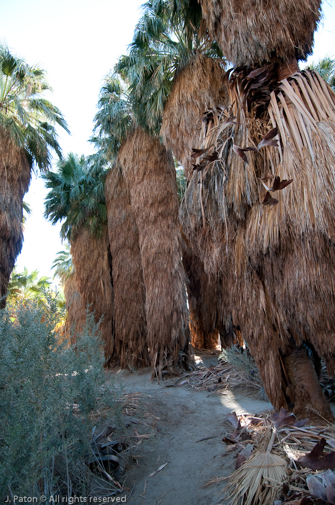 Another Palm Oasis   Coachella Valley Preserve, California