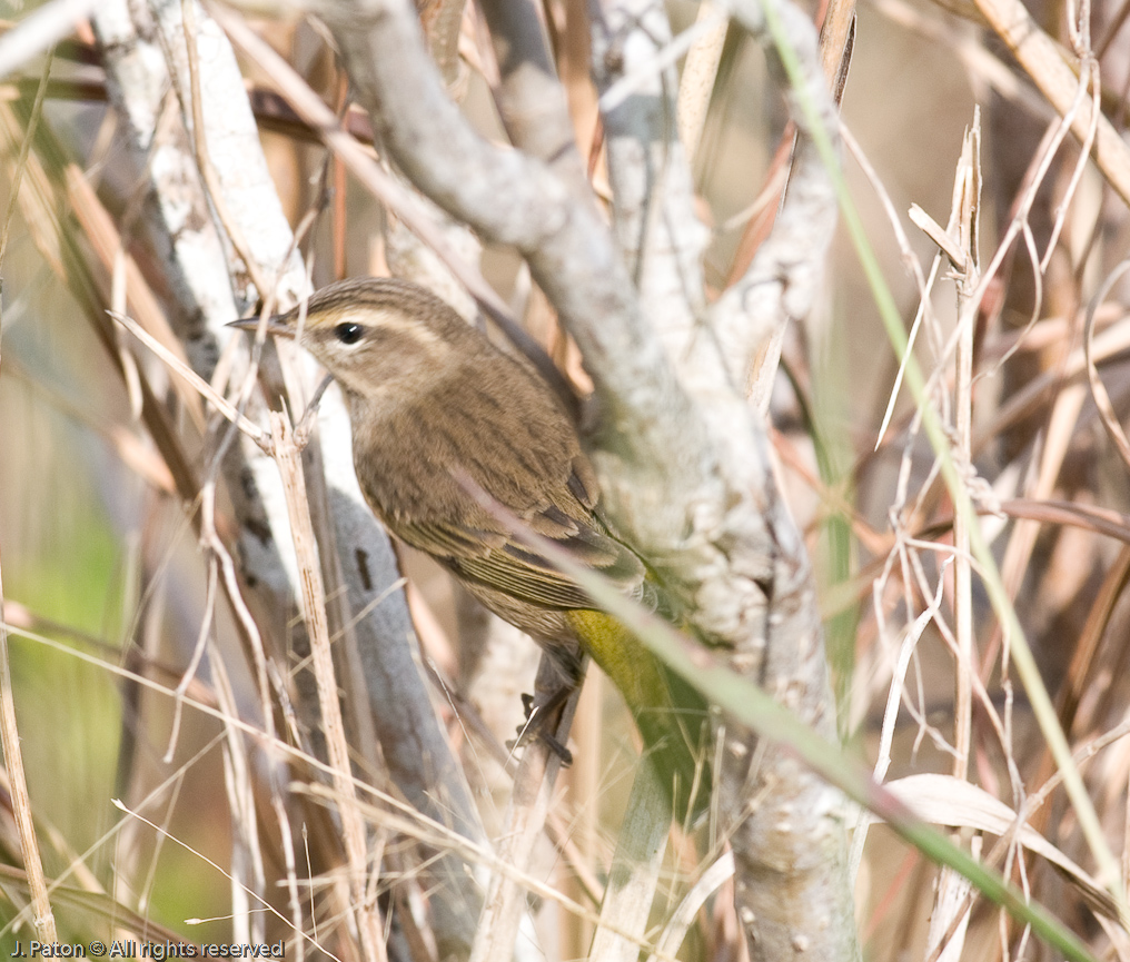    Black Point Drive, Merritt Island National Wildlife Refuge
