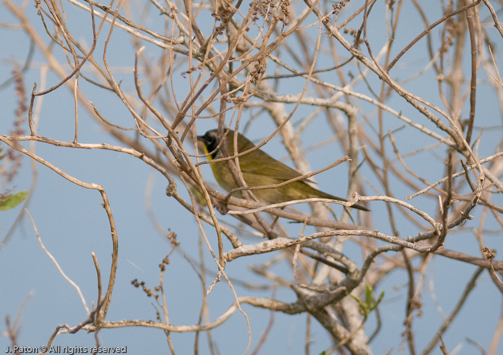 Unknown   Cruikshank Trail, Merritt Island National Wildlife Refuge