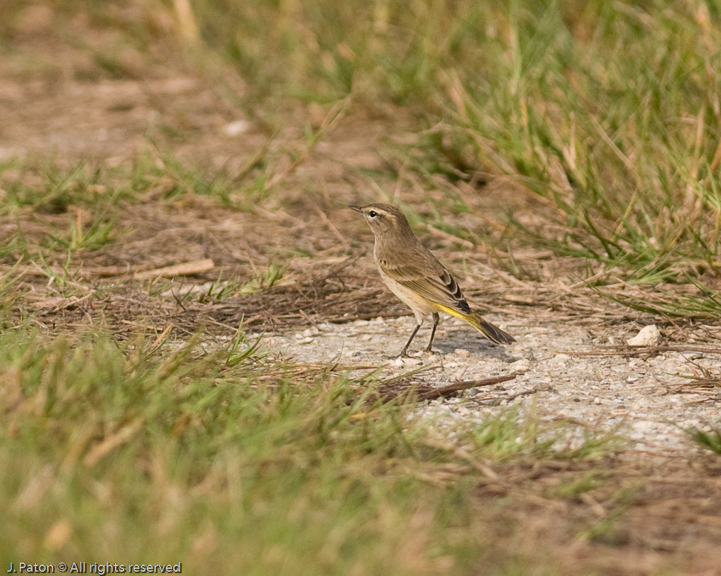    Cruikshank Trail, Merritt Island National Wildlife Refuge