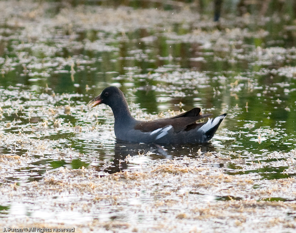 Unknown   Viera Wetlands