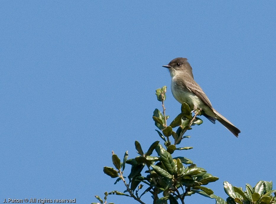    Moccasin Island Tract, River Lakes Conservation Area