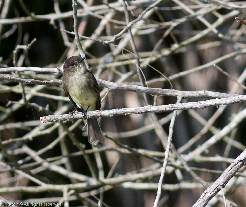    Moccasin Island Tract, River Lakes Conservation Area