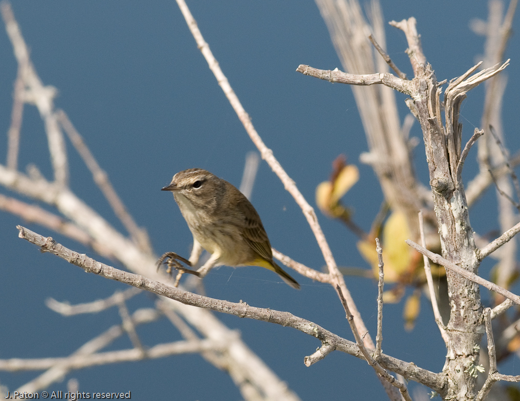 Unknown   Black Point Drive, Merritt Island Wildlife Refuge, Florida