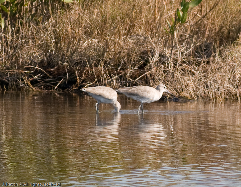 Unknown   Cruickshanks Trail, Merritt Island Wildlife Refuge, Florida