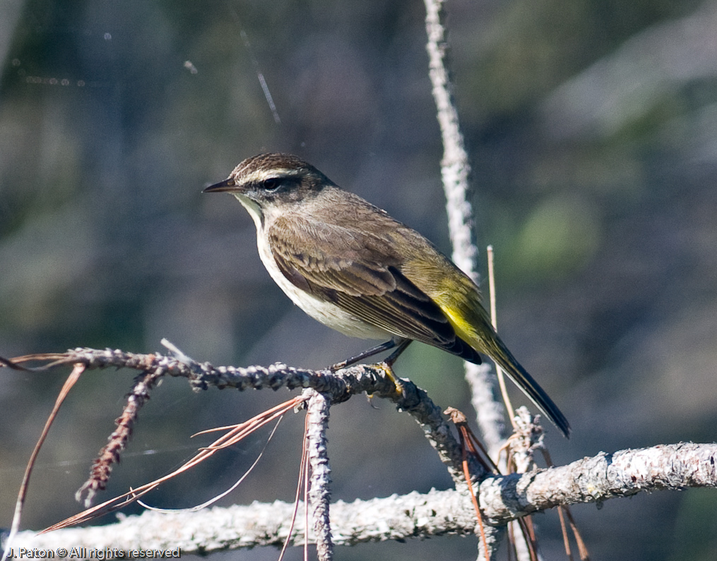    Viera Wetlands, Florida