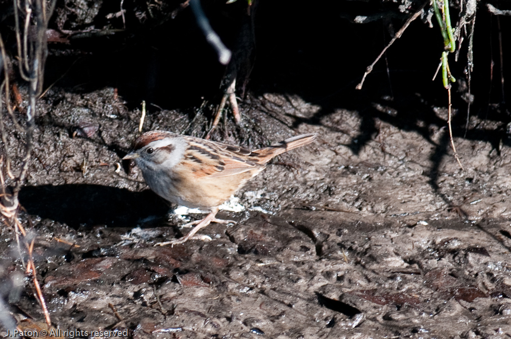 Unknown   Merritt Island National Wildlife Refuge, Florida