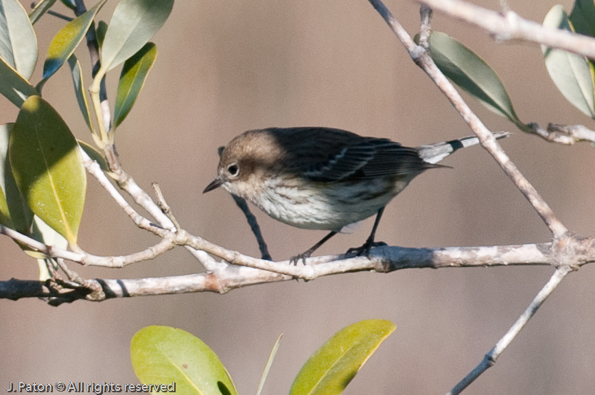 Unknown   Merritt Island National Wildlife Refuge, Florida