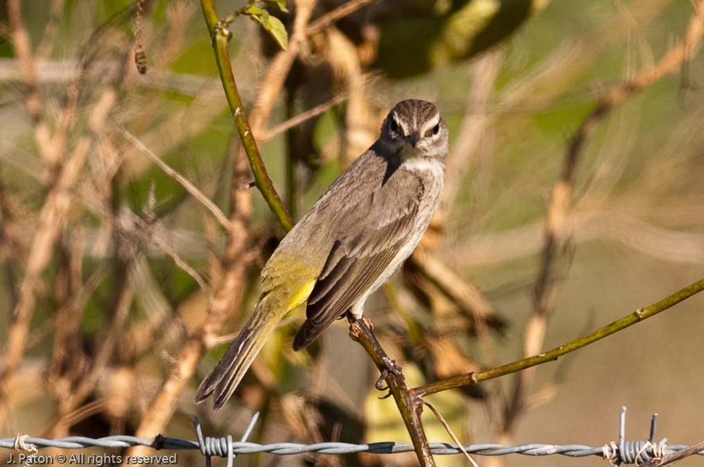 Unknown   Click Ponds Near Viera Wetlands, Florida