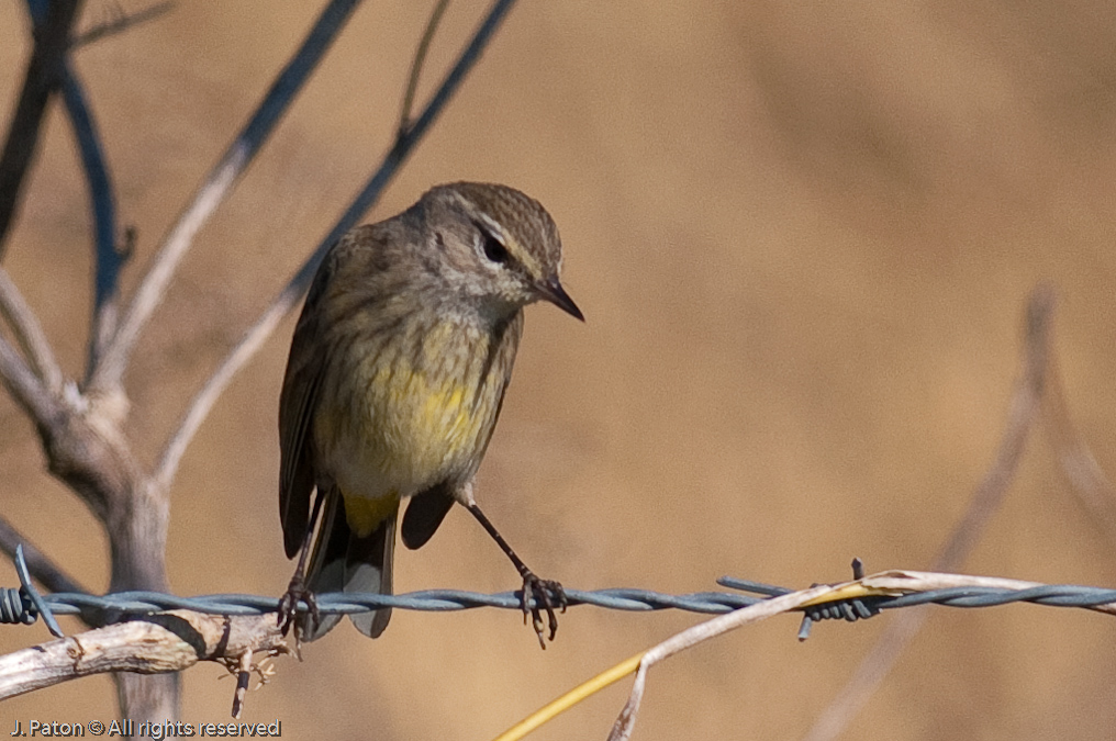 Unknown   Click Ponds Near Viera Wetlands, Florida