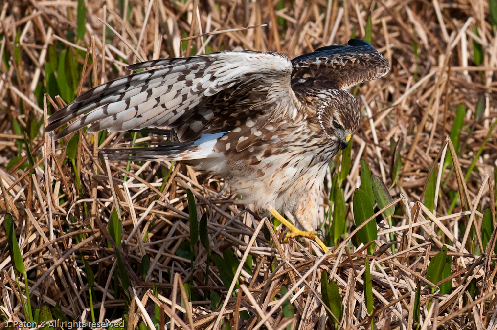 Unknown Hawk   Viera Wetlands, Florida