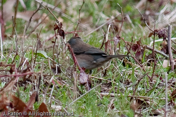 Unknown   Reelfoot State Park, Tennessee