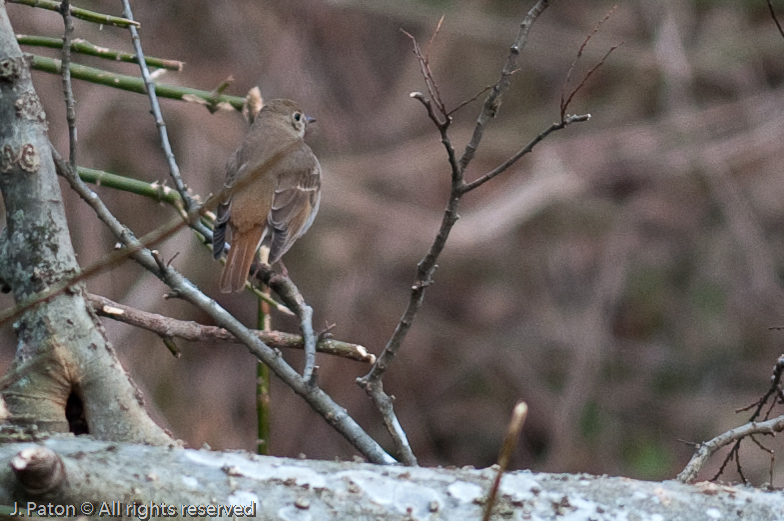 Unknown   Grassy Island Unit, Reelfoot National Wildlife Refuge, Tennessee and Kentucky