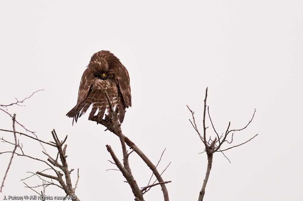    Merritt Island National Wildlife Refuge, Florida