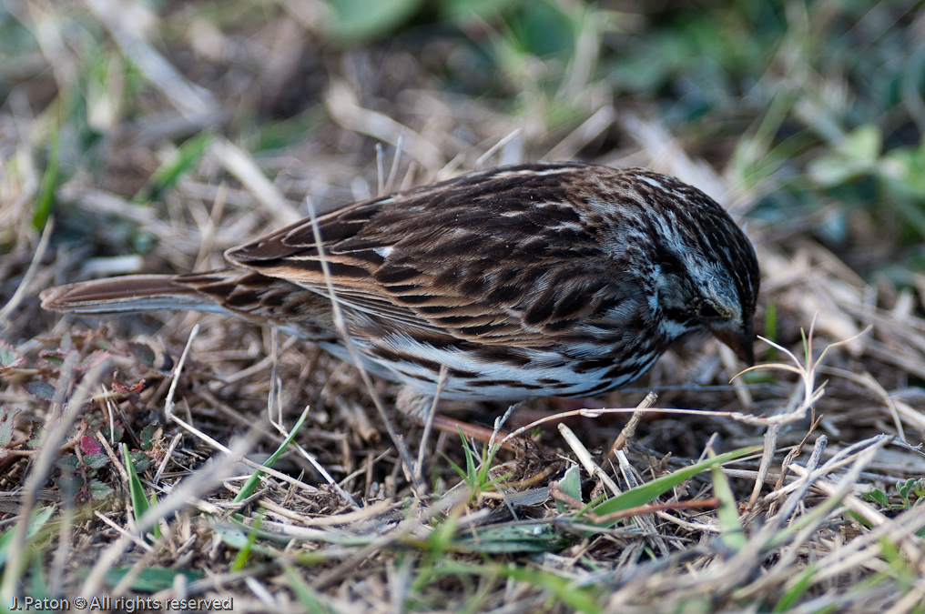    Viera Wetlands, Florida