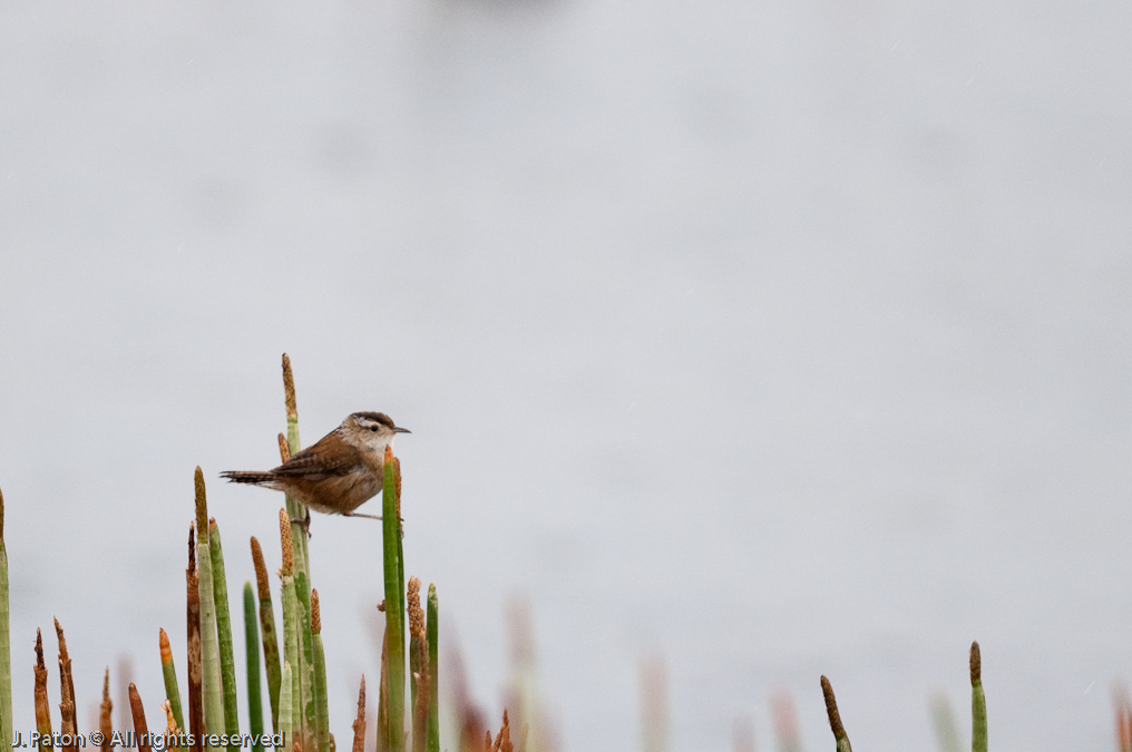    Viera Wetlands, Florida
