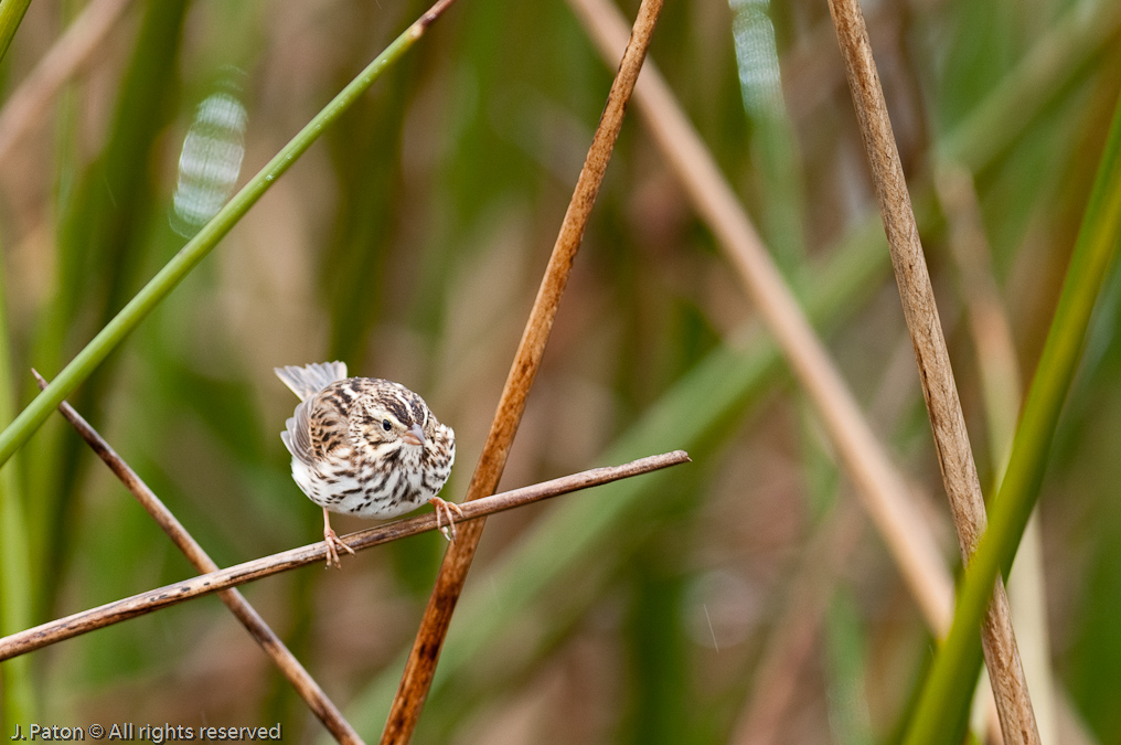    Viera Wetlands, Florida