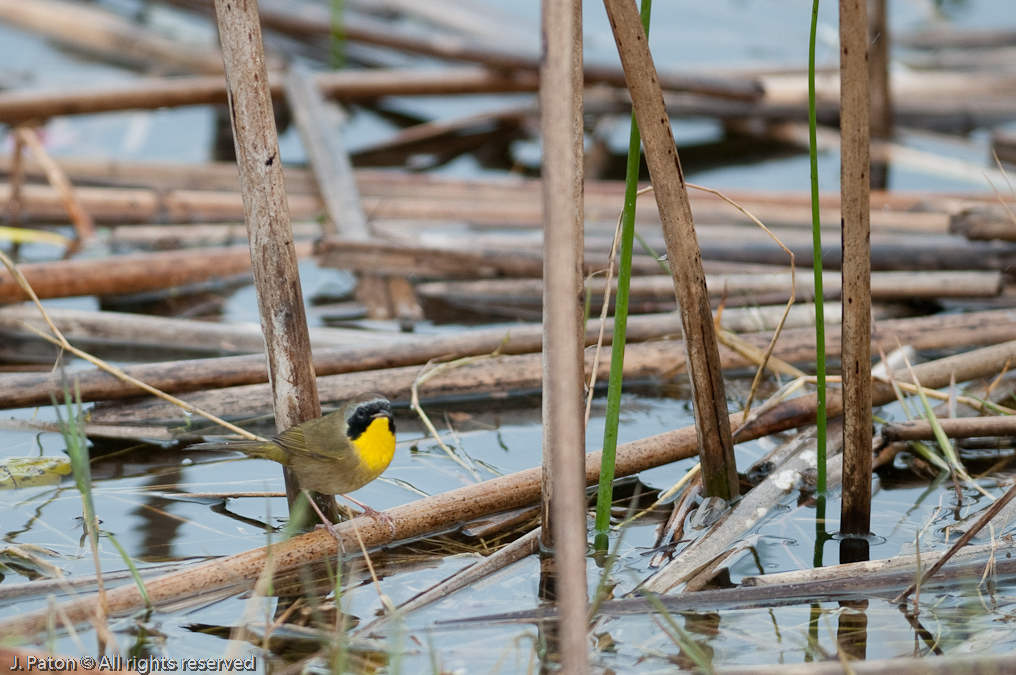    Viera Wetlands, Florida