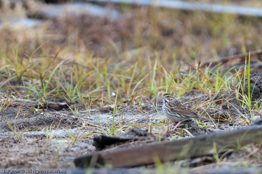    Viera Wetlands, Florida