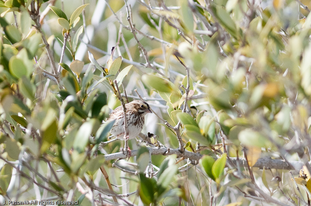    Weather Tower Road, Merritt Island National Wildlife Refuge, Florida