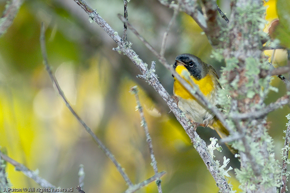    Black Point Drive, Merritt Island National Wildlife Refuge, Florida