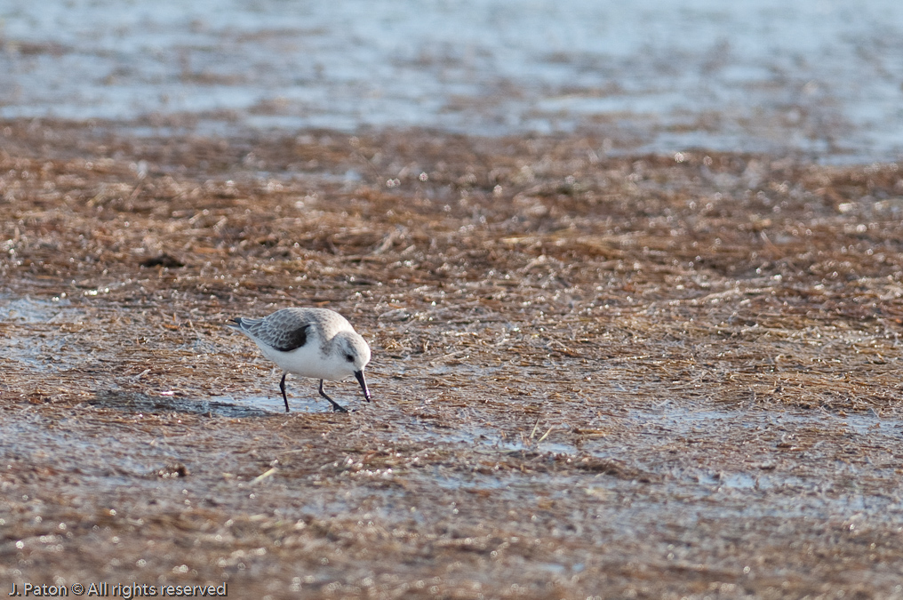    Biolab Road, Merritt Island National Wildlife Refuge, Florida