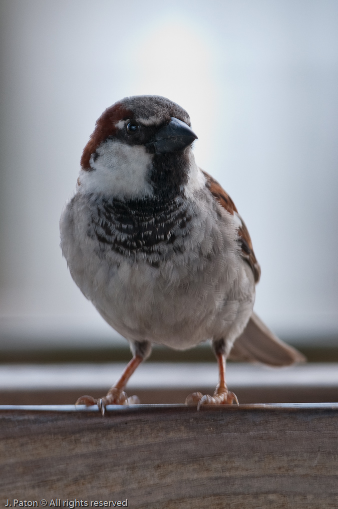   Gatorland, Kissimmee, Florida