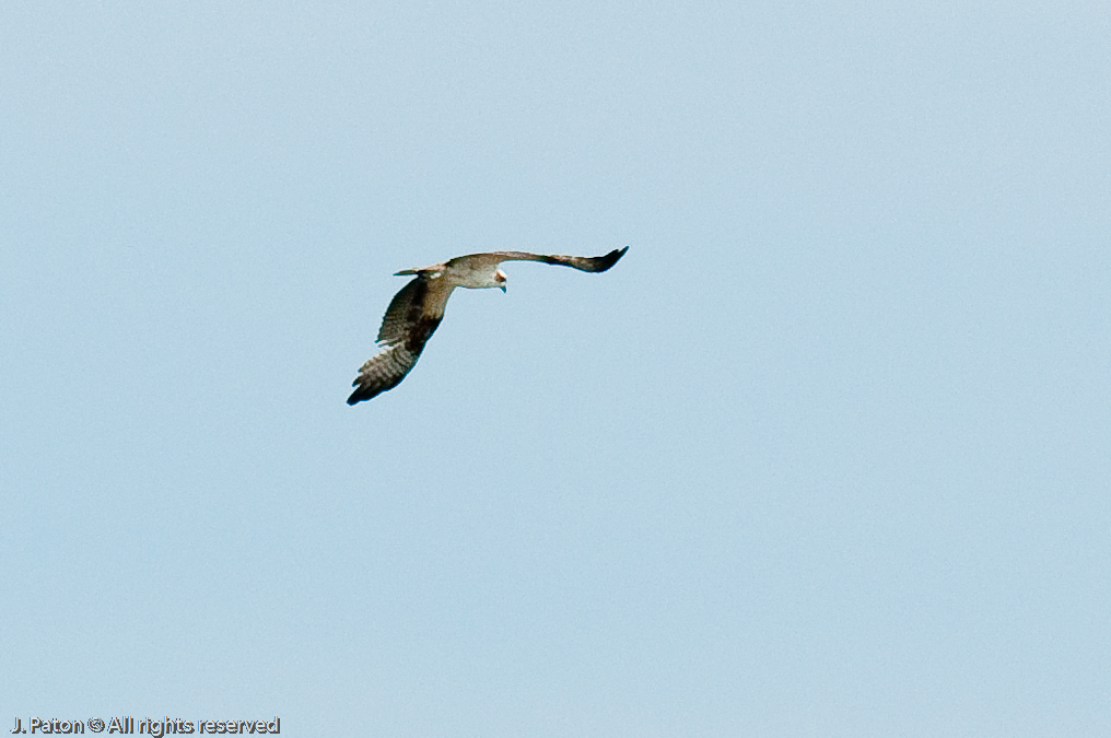 Unknown - Osprey?   Biolab Road, Merritt Island National Wildlife Refuge, Florida