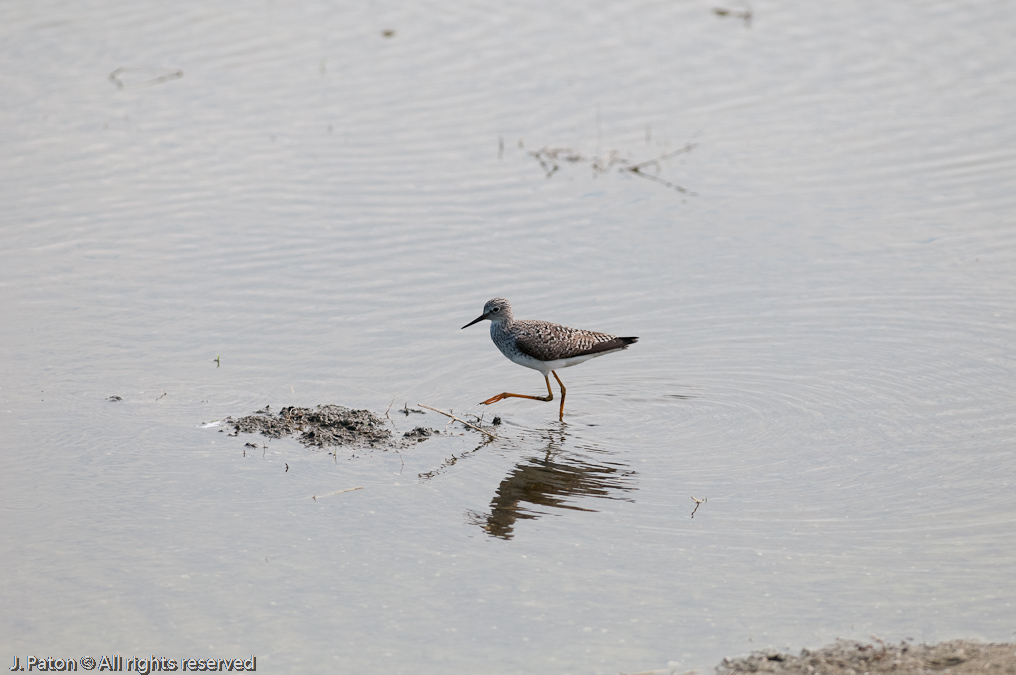    Viera Wetlands, Florida