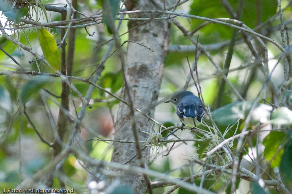 Unknown   Turkey Creek Sanctuary, Palm Bay, Florida
