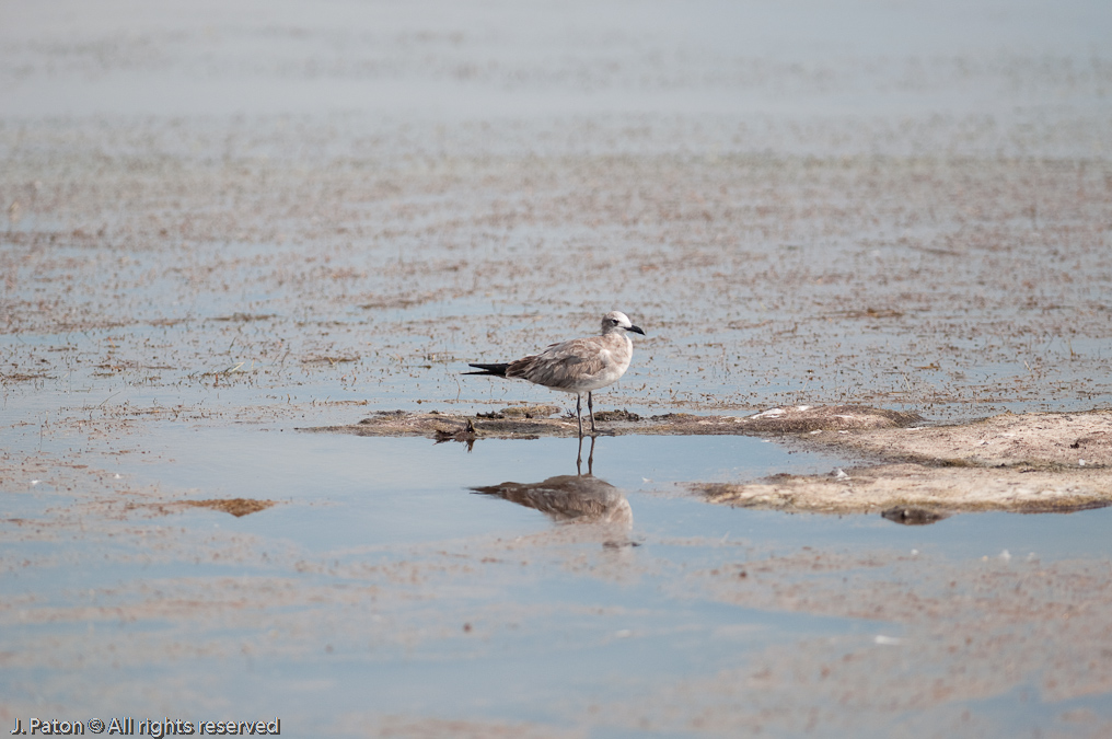    Biolab Road, Merritt Island National Wildlife Refuge, Florida