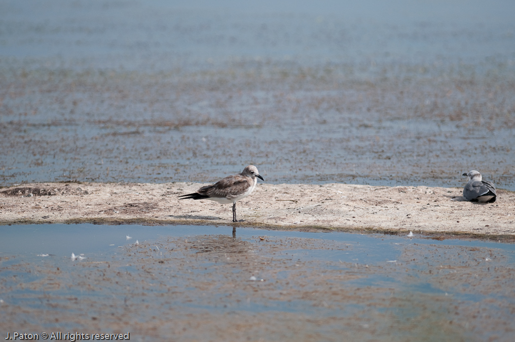   Biolab Road, Merritt Island National Wildlife Refuge, Florida