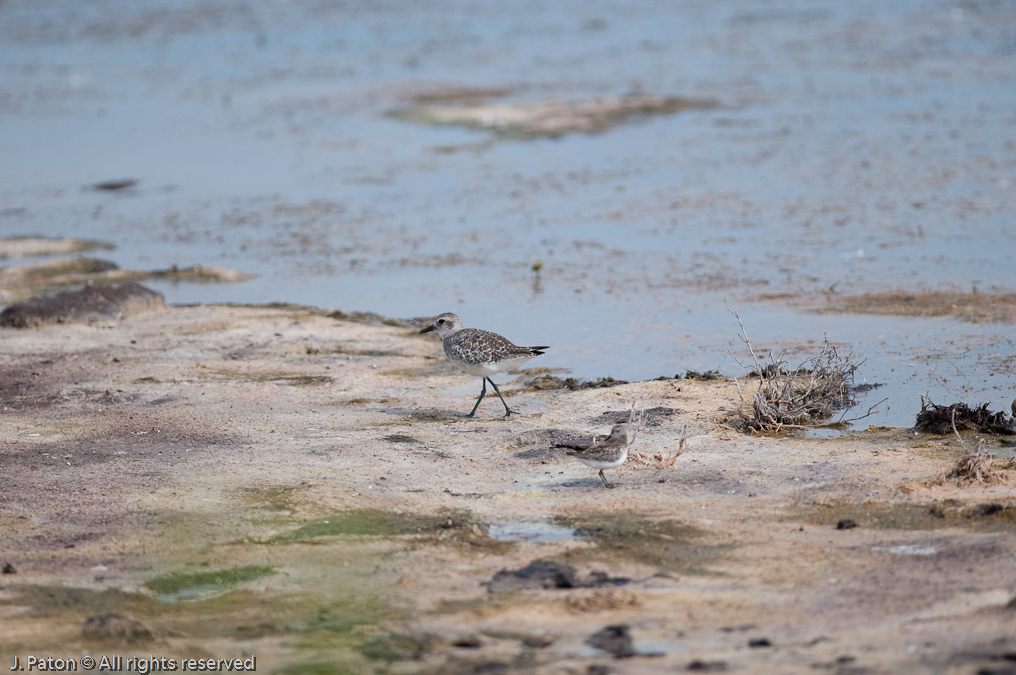    Biolab Road, Merritt Island National Wildlife Refuge, Florida